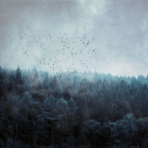 Flock of birds over cloud forest