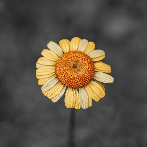 Gele grote bloem op een donker achtergrond