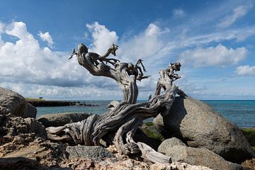 Aruban coast