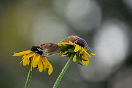 Zwergmaus von Fotografie Denise