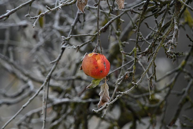 Der letzte Apfel von Matthias Spartz