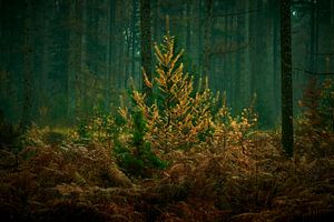 Herbst im Speulderbos