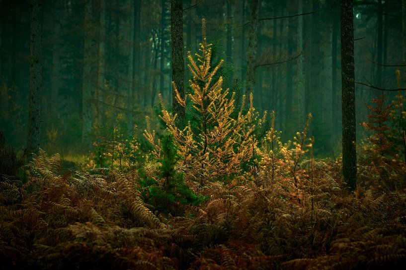 Autumn in the Speulderbos by Jenco van Zalk