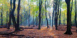 Speulderbos (the Netherlands)