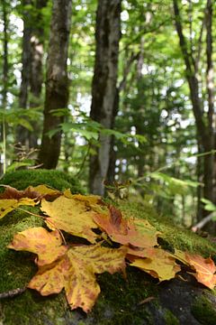 Laub in einem Wald im Herbst von Claude Laprise