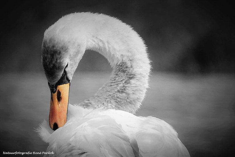 Swan by René Perdok