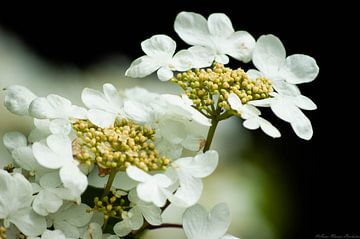 flowers by Anne Marije Hoekstra