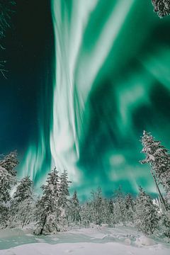 Noorderlicht boven het bos | reisfotografie print | Saariselkä Lapland van Kimberley Jekel