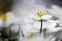 Wood anemones