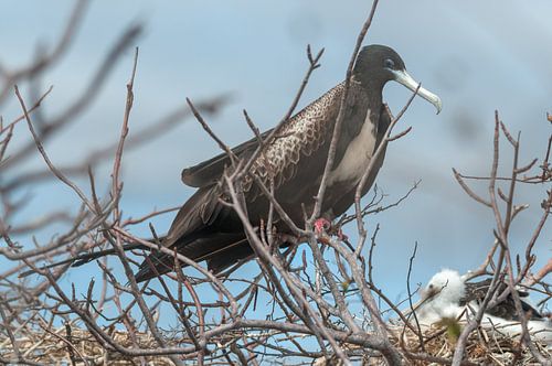 Cormorant with juvenile by Maarten Verhees