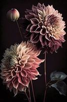 Dahlia's tegen zwarte achtergrond
