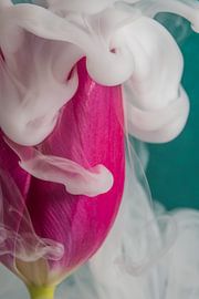 Tulp omhult in witte rook van Marjolijn van den Berg