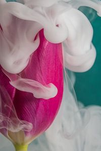 Tulpe umhüllt von weißem Rauch