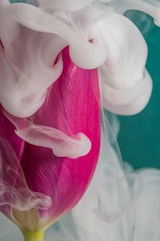 Tulip enveloped in white smoke