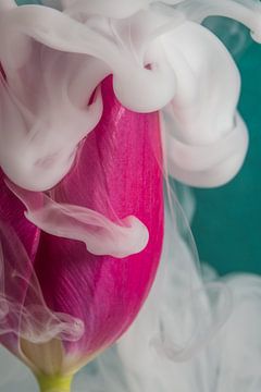Tulipe enveloppée de fumée blanche sur Marjolijn van den Berg