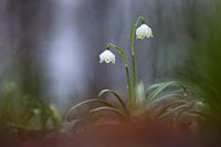 Spring snowflake