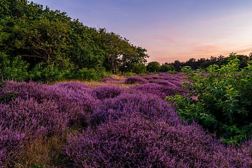 Heath landscape Sonnenveld Dunea