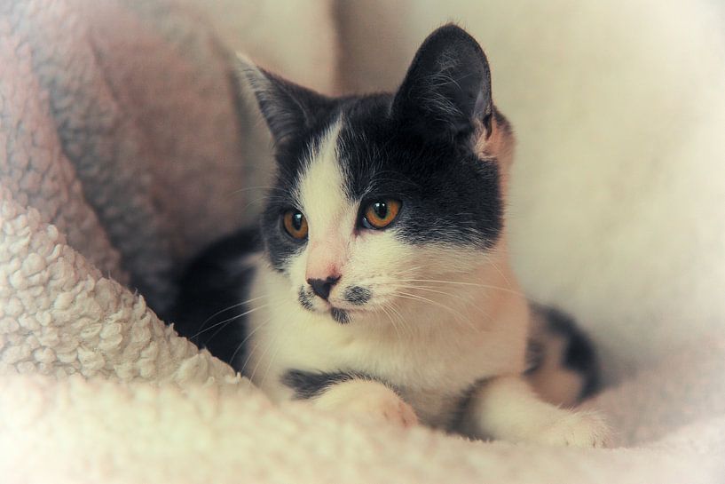 kitten op vacht par Bianca Muntinga