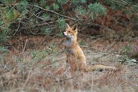 Fuchs von Natascha Koevoets
