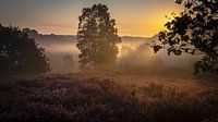 Sonnenaufgang auf der Mechelse Heide
