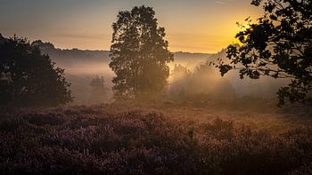 Lever du soleil sur la lande de Malines
