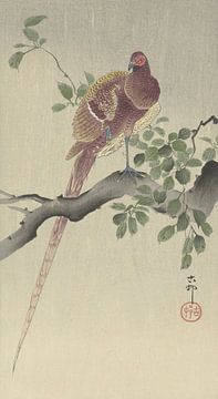 Koperfazant van Ohara Koson