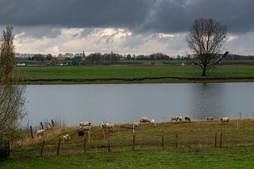 Sheep at the Meuse by Lieke van Grinsven van Aarle