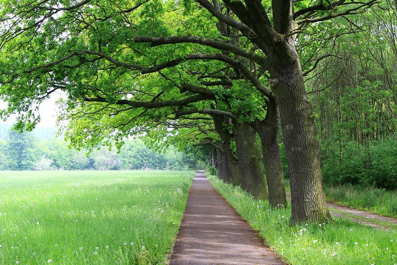 Avenue Oak par Karina Gebert