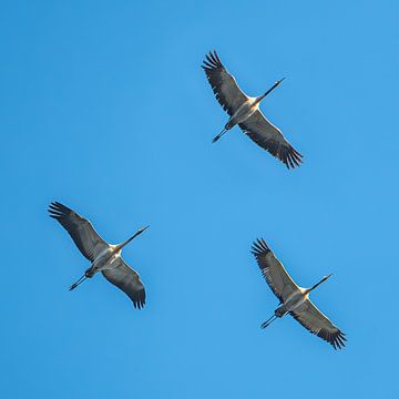 Kraanvogels