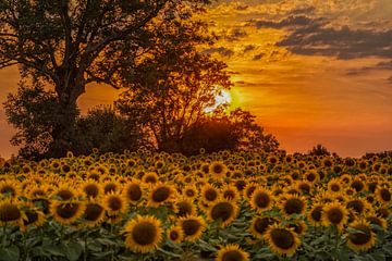 Zonsondergang boven zonnebloemen in Zuid-Limburg van John Kreukniet