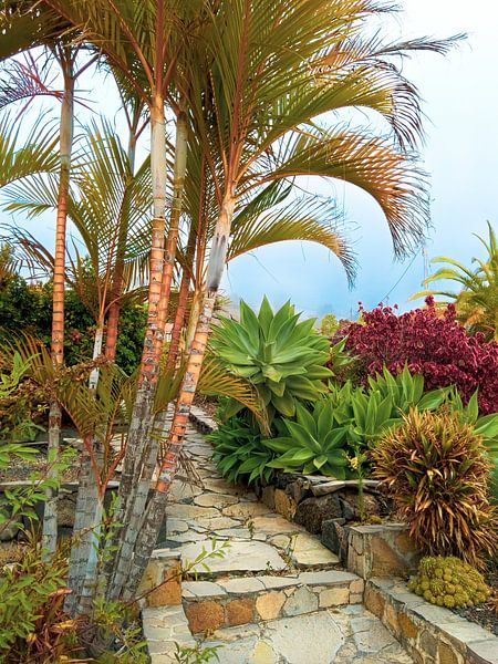 La nature à La Isla Bonita par Stoka Stolk