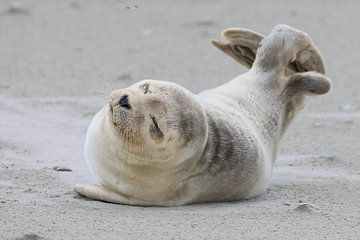 Sceau sur Rinnie Wijnstra (FotoAmeland )