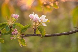 Blossom by Moetwil en van Dijk - Fotografie