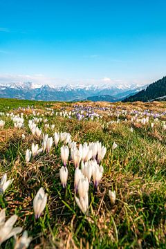 Crocuses on the Hörner mountain range in the Allgäu region by Leo Schindzielorz