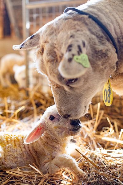 Mutter kümmert sich um neugeborenes Lamm von Danai Kox Kanters