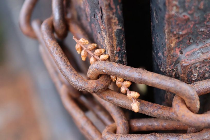 rusty chain with twig by Martijn van Doorn