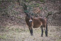 Exmoor-Pony in den Dünen von Bergen aan Zee