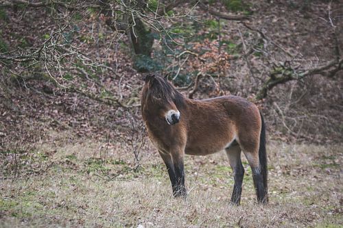 Exmoor pony in de duinen van Bergen aan Zee