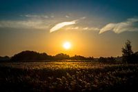 zonsopgang boven rietvelden