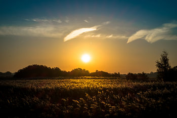 zonsopgang boven rietvelden