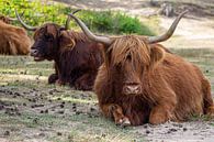 Schotse hooglanders van Marco Leeggangers thumbnail