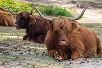 Schotse hooglanders
