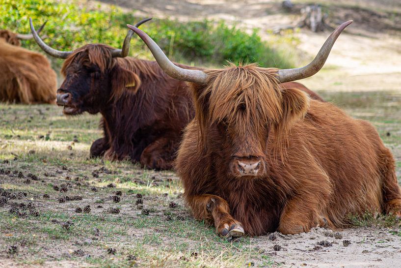 Schotse hooglanders van Marco Leeggangers