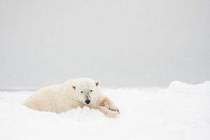 Polar bear in the snow on Svalbard by Caroline Piek