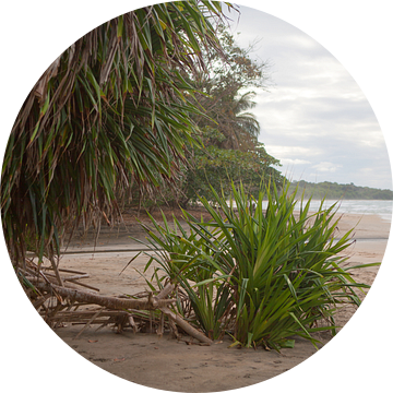 Caraïbische kust - Costa Rica van t.ART