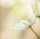 Weiße Blume von Hennie Zeij Miniaturansicht