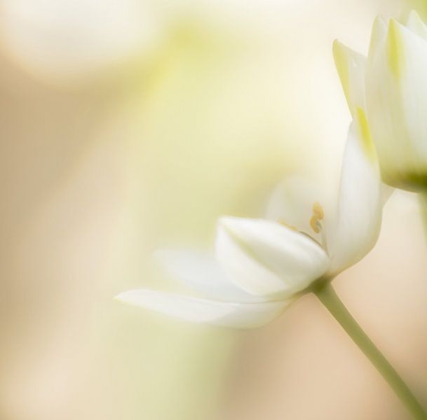 Weiße Blume von Hennie Zeij