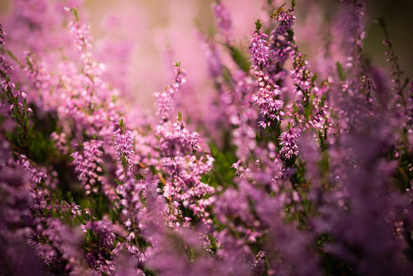 Heather by Mariette Kranenburg