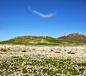Une mer de fleurs en Afrique du Sud
