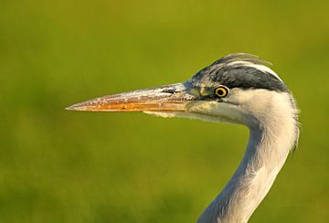 Trotse reiger by Marco Weening